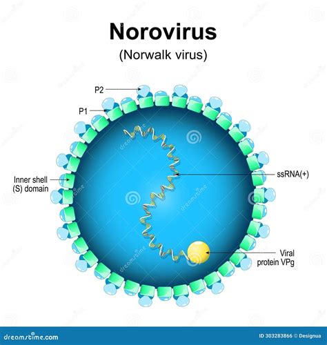 norovirus käsidesi